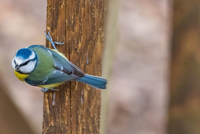 Herb gardens for small spaces